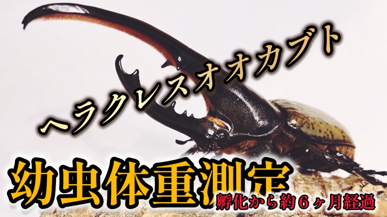 ヘラクレスオオカブト幼虫体重測定