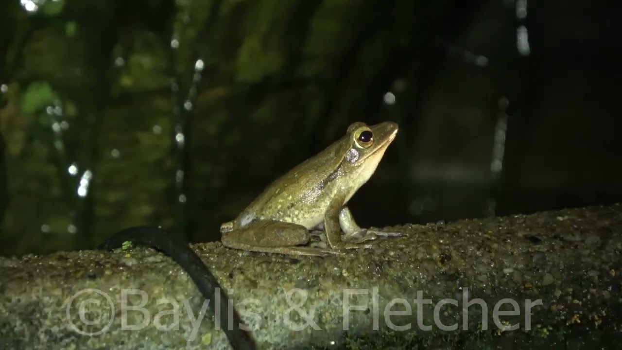Four-lined Tree Frog, Malaysia. 20221224_211630.uhd