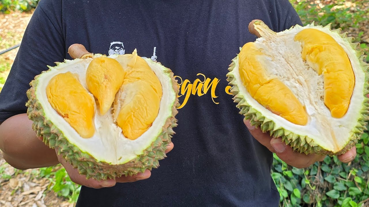 Berburu Durian Tupaiking di Penang Malaysia 