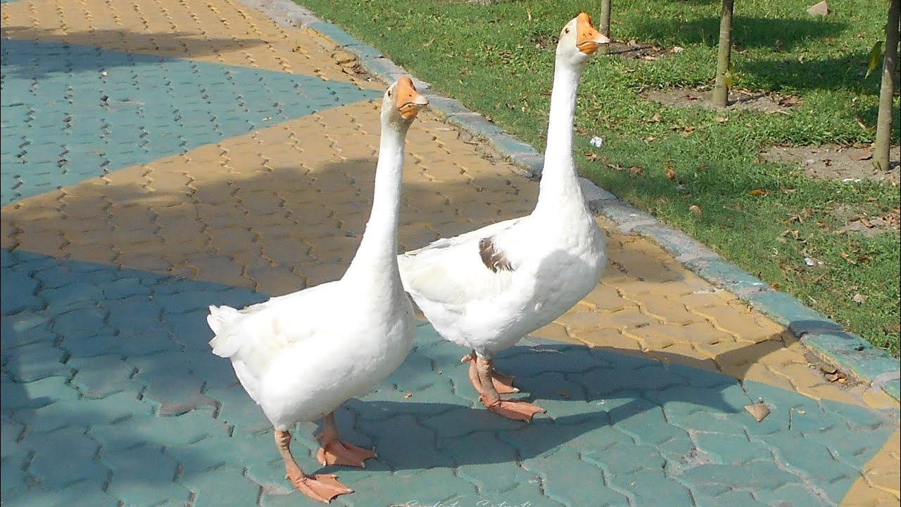 Attack By Big geese | Angry Duck at Kolkata Eliot Park