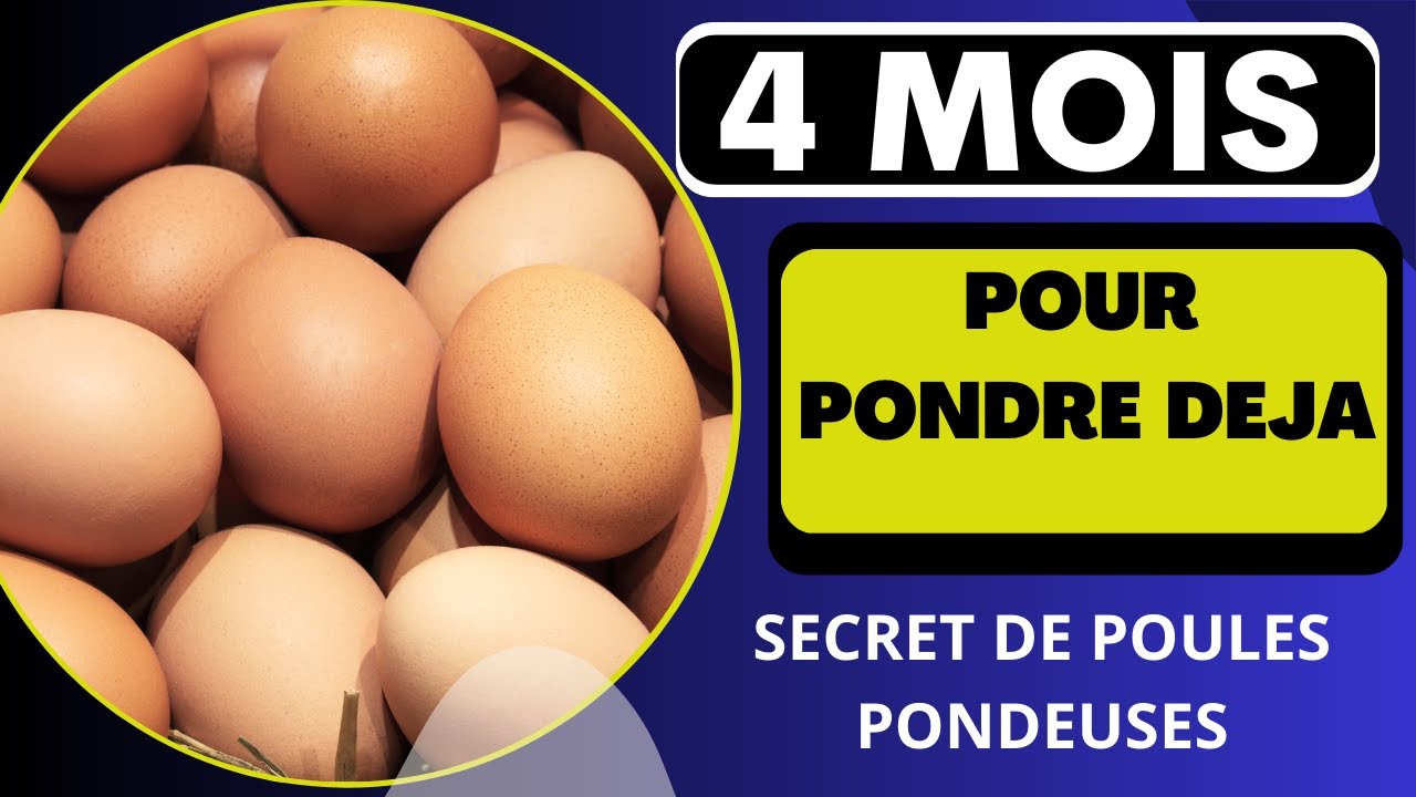LES SECRETS POUR QUE LES POULES PONDENT PLUS TÔT QUE PREVU