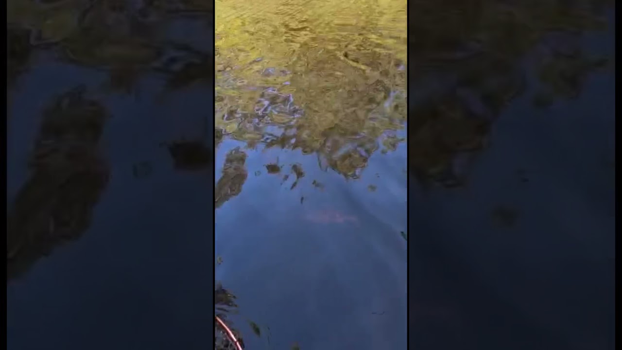 Mega Redfin Perch From Western Australia