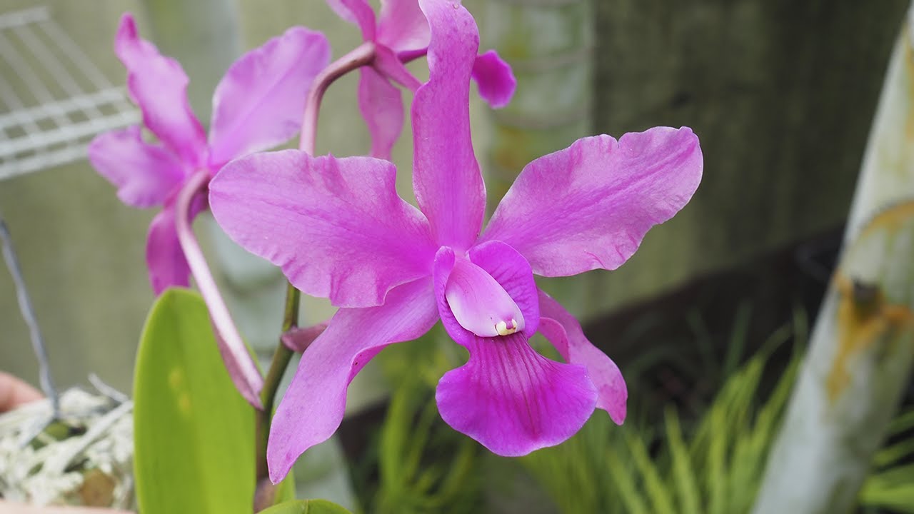 Cattleya walkeriana x Schomburgkia splendida - Orchideen erfolgreich pflegen