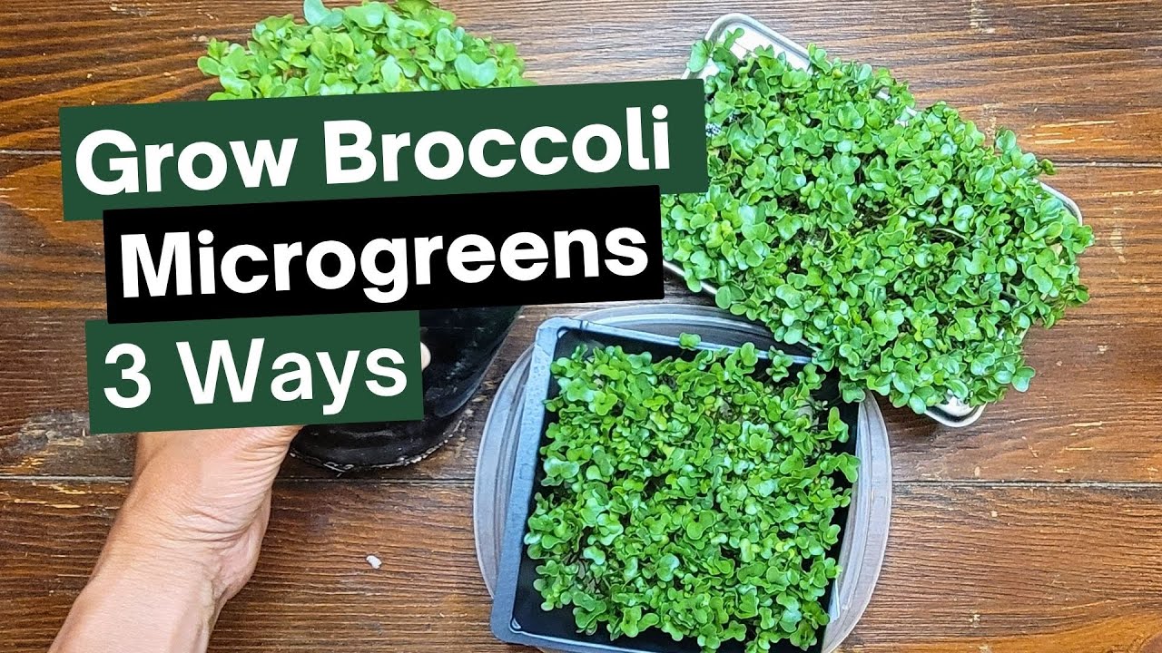 Grow Broccoli Microgreens 3 Easy Ways: Which Method is the Best?