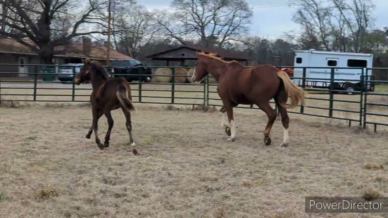 User Error ILF 2024 KWPN-NA Colt out of Udonna