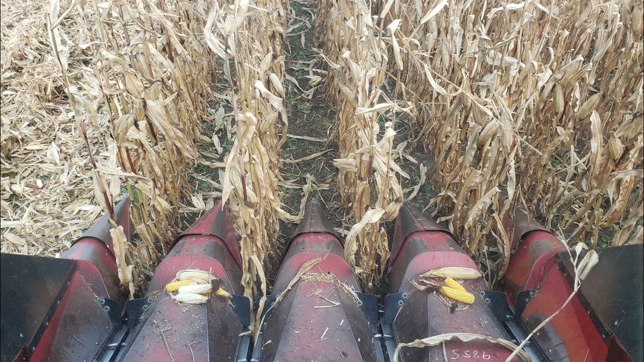 Beginning To Combine Corn with the Case IH 1620