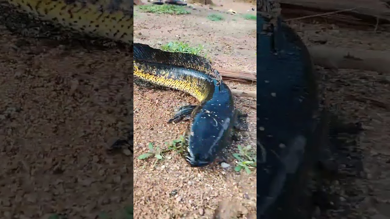#beautifulfish#amazing fish#villagefishing#maral#chhattisgarh fishing#youtubeshorts