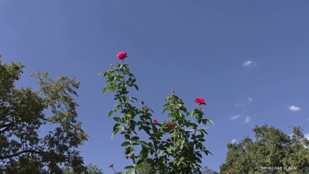 Владимир Птица - Летят года