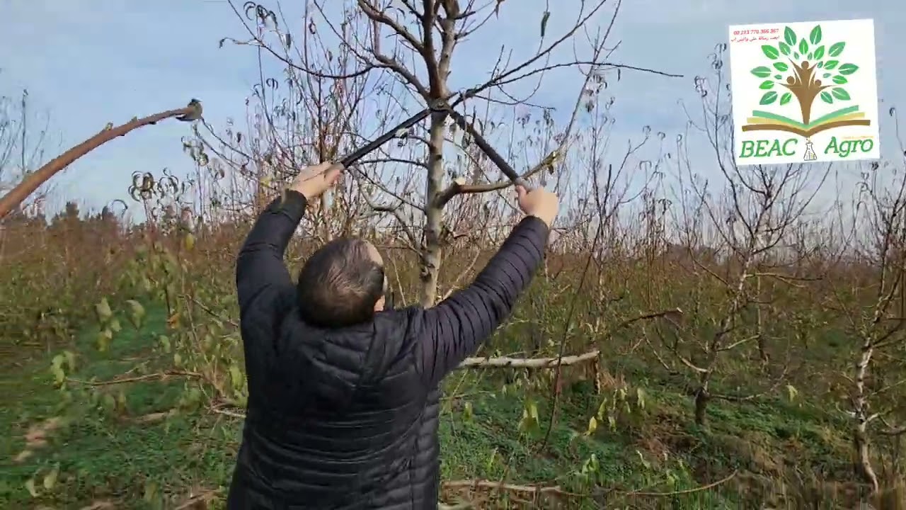 Demonstration taille des Noyaux,  système intensif, conduite en Axe central, Plantation Mars 2019