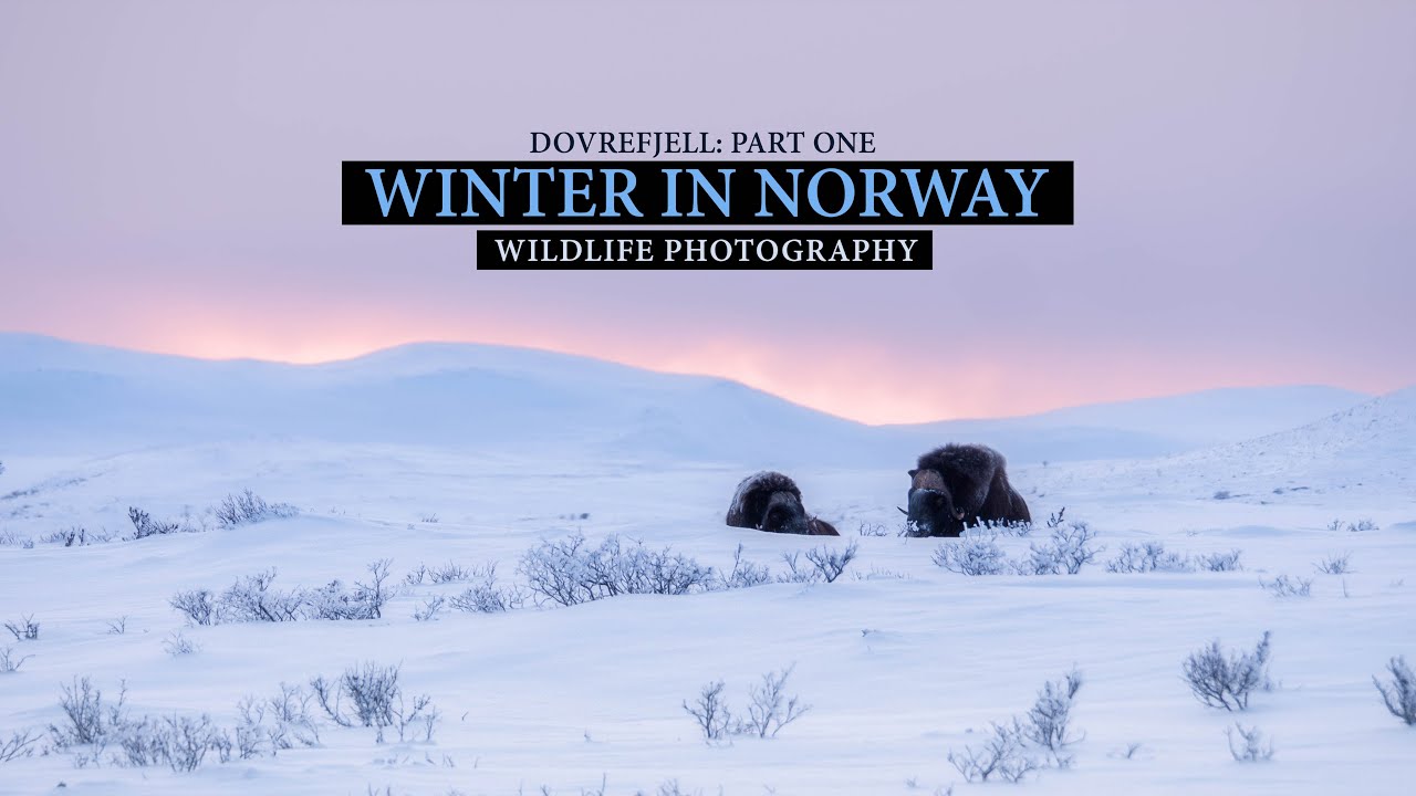 The mighty musk ox (part one) || Dovrefjell 2023, Wildlife photography (Lumix S1)