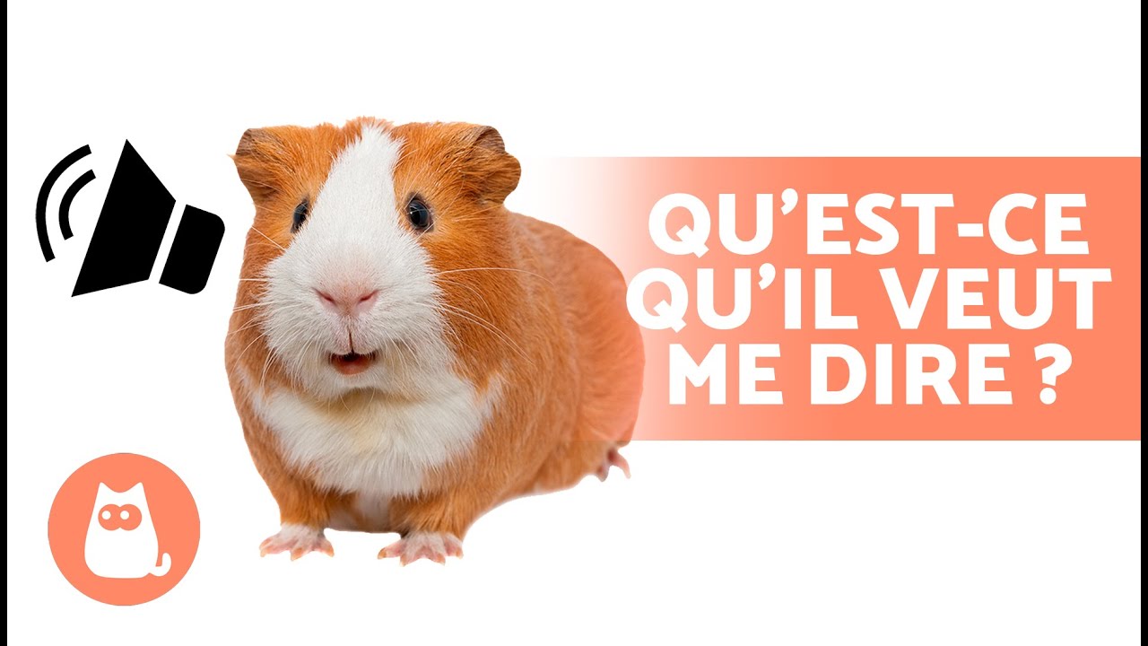 CRIS et BRUITS du COCHON D'INDE 🐹 Découvrez LEUR SIGNIFICATION !
