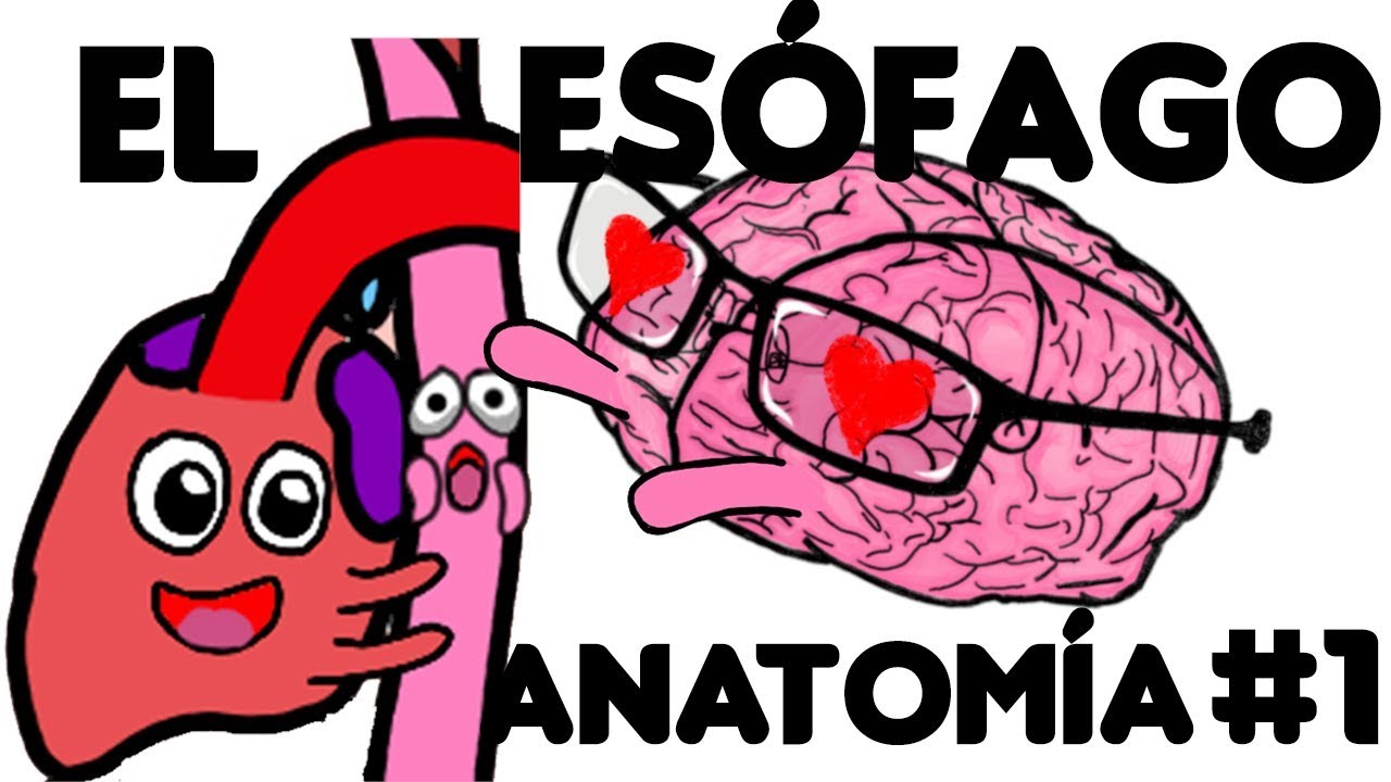 El Esófago:  Anatomía  PARTE 1