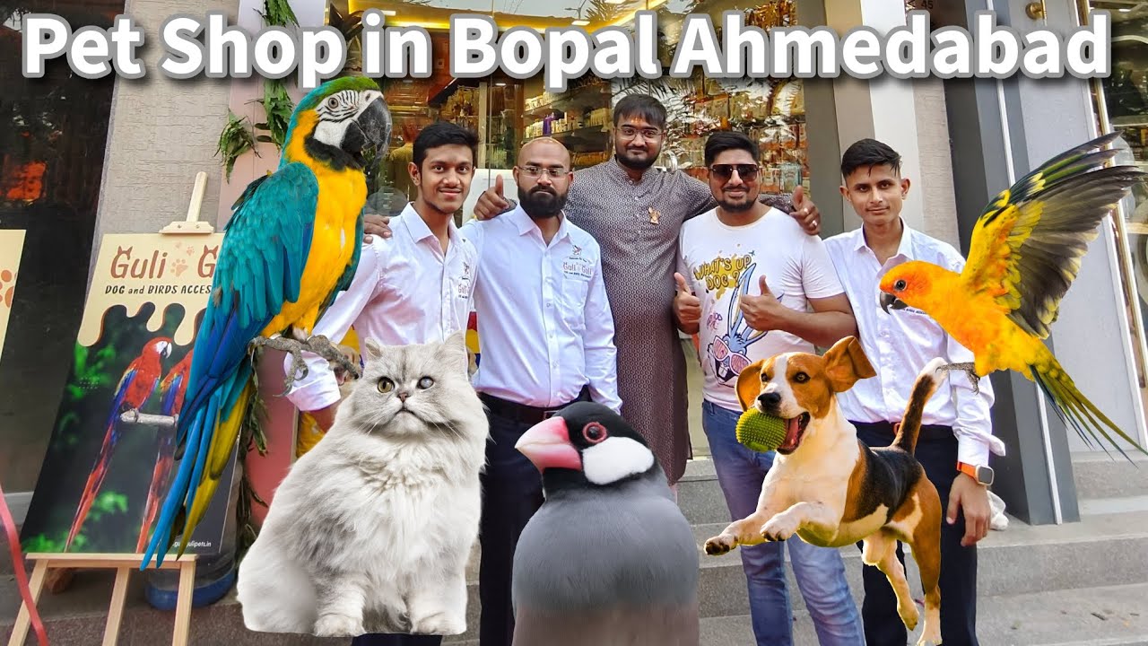 Pet Shop in Shela Bopal Ahmedabad | Guli Guli Pets Shop 2nd Branch | Big Parrots, Dog and Cats