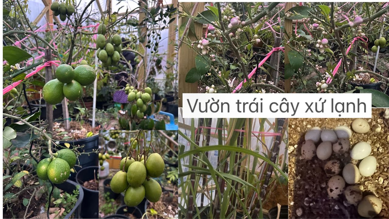 Chủ nhà chia sẻ cách mở đèn cho Vườn trái cây sứ lạnh ❤️🥰🍑🌴# 687