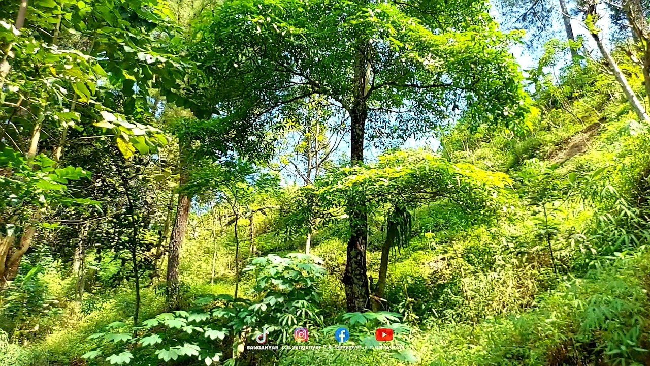 Perawatan & Monitoring Tanaman Ficus Penegak Sumber Mata Air & MPTS diArea Sumber Mata Air Mbelok