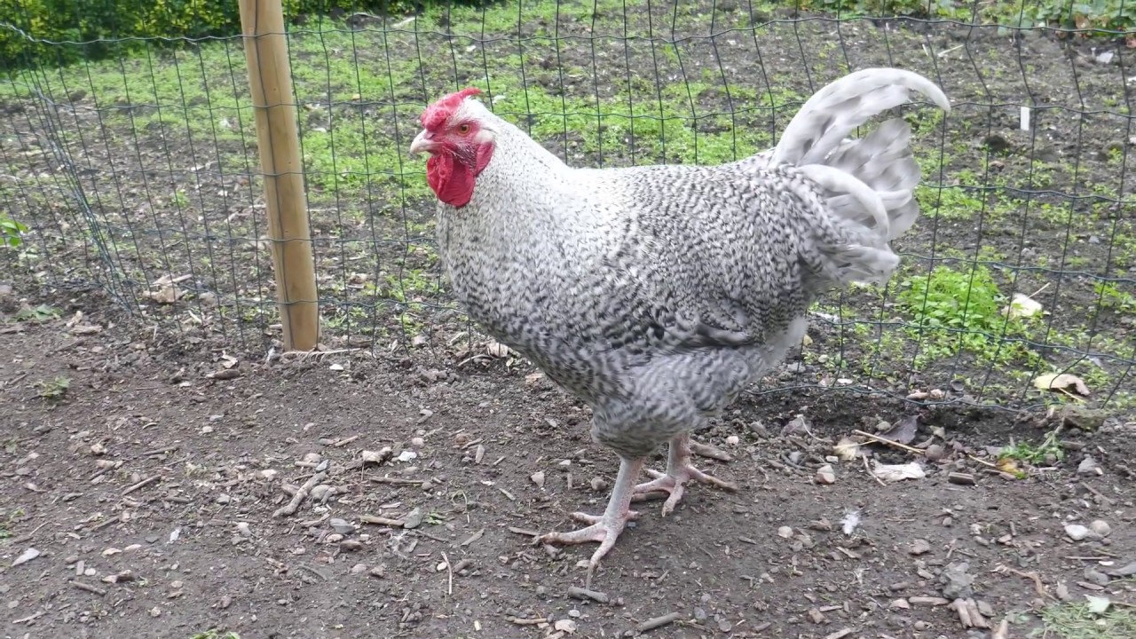 Follow the rooster