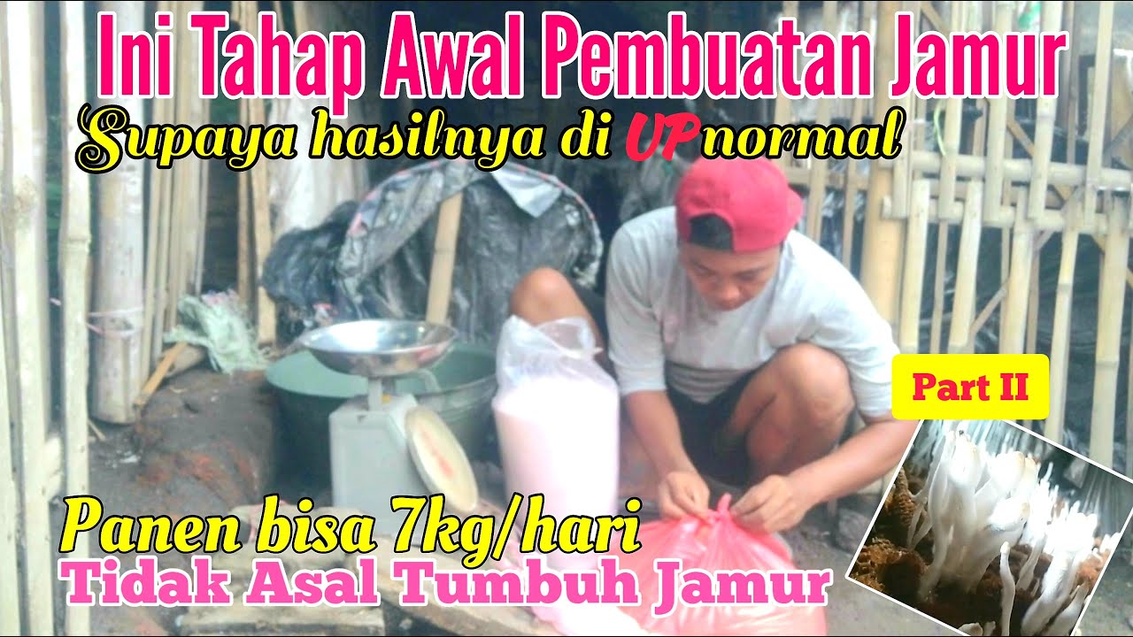 Tahap Awal Pembuatan Jamur Media Bonggol Jagung Yang Bisa Menghasilkan Jamur 7kg/Hari