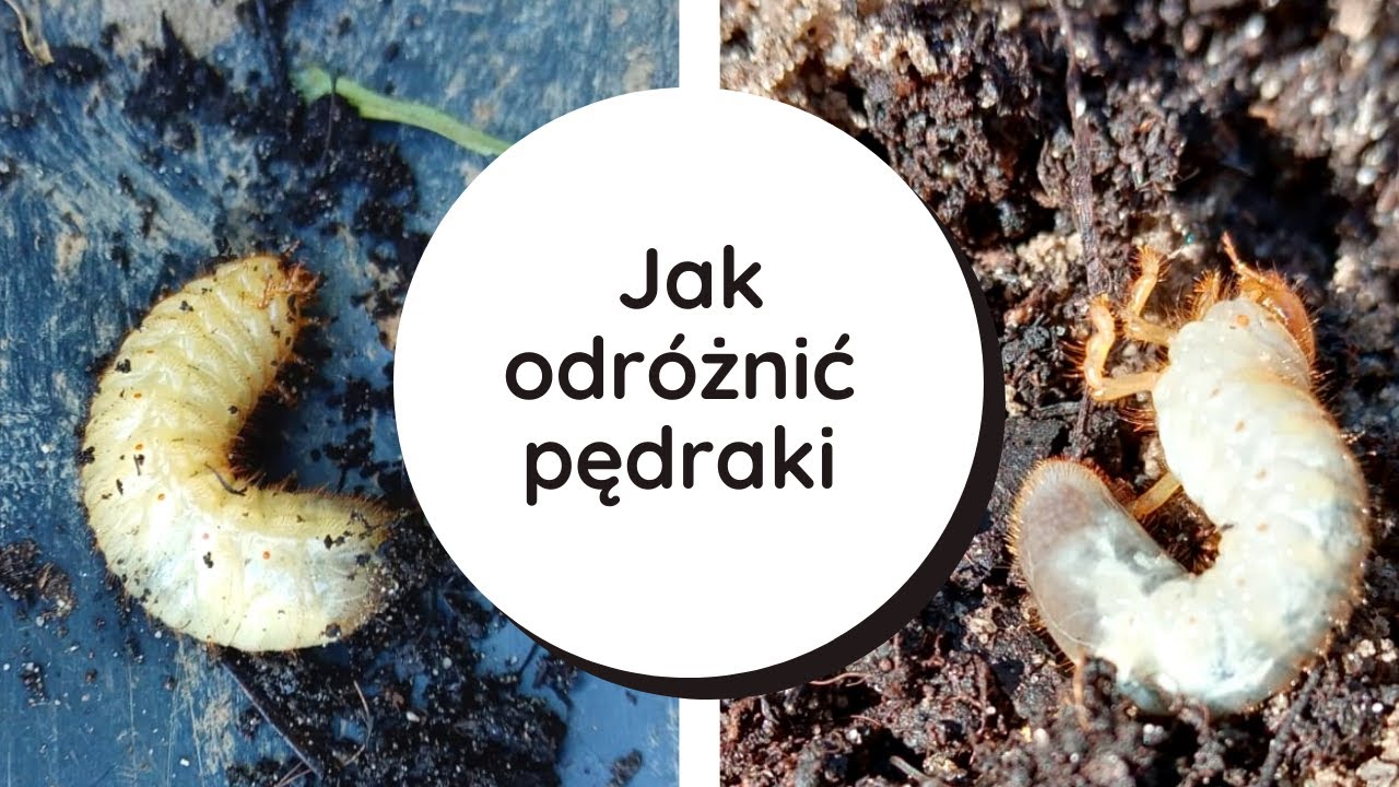 Pędrak 
