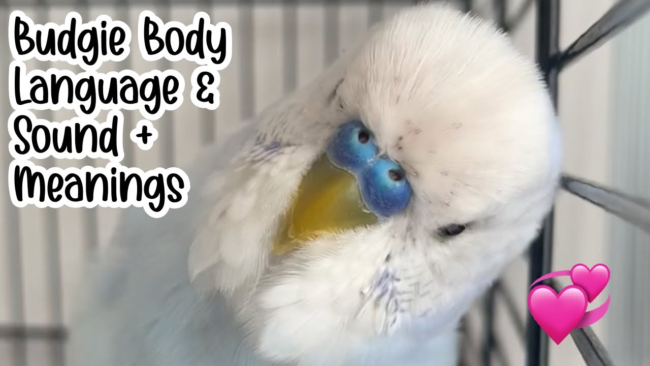 Budgie Body Language + Sounds And Their Meanings