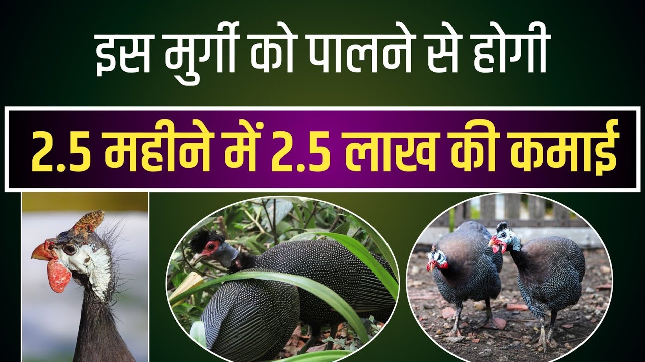 2.5 महीने 2.5 लाख की कमाई | Guine Fowl Farming | Poultryfarming | Chakorpalan