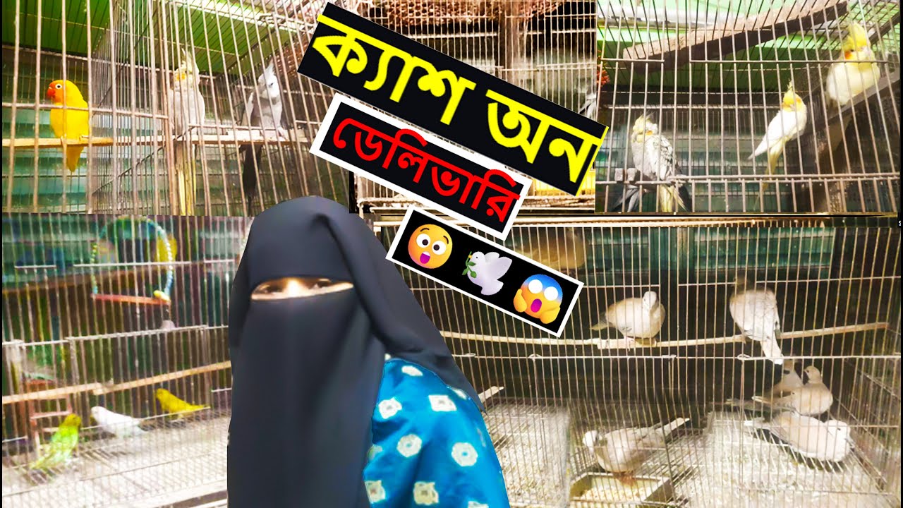 বাজরিগার আছে নাকি 😲🦜  Budgie, Cockatiel & Dove Birds  PigeonIn69
