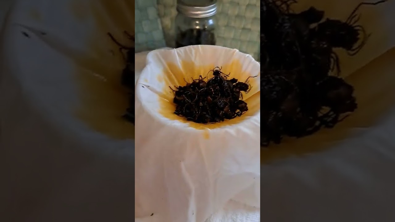 Preparing Bloodroot Tinctures Appalachian Holler Crawlers
