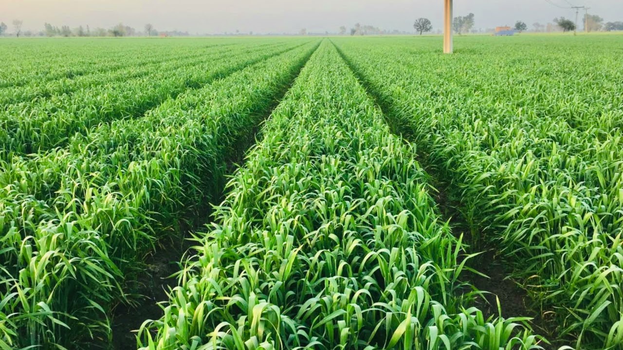 Q&A on wheat pruning