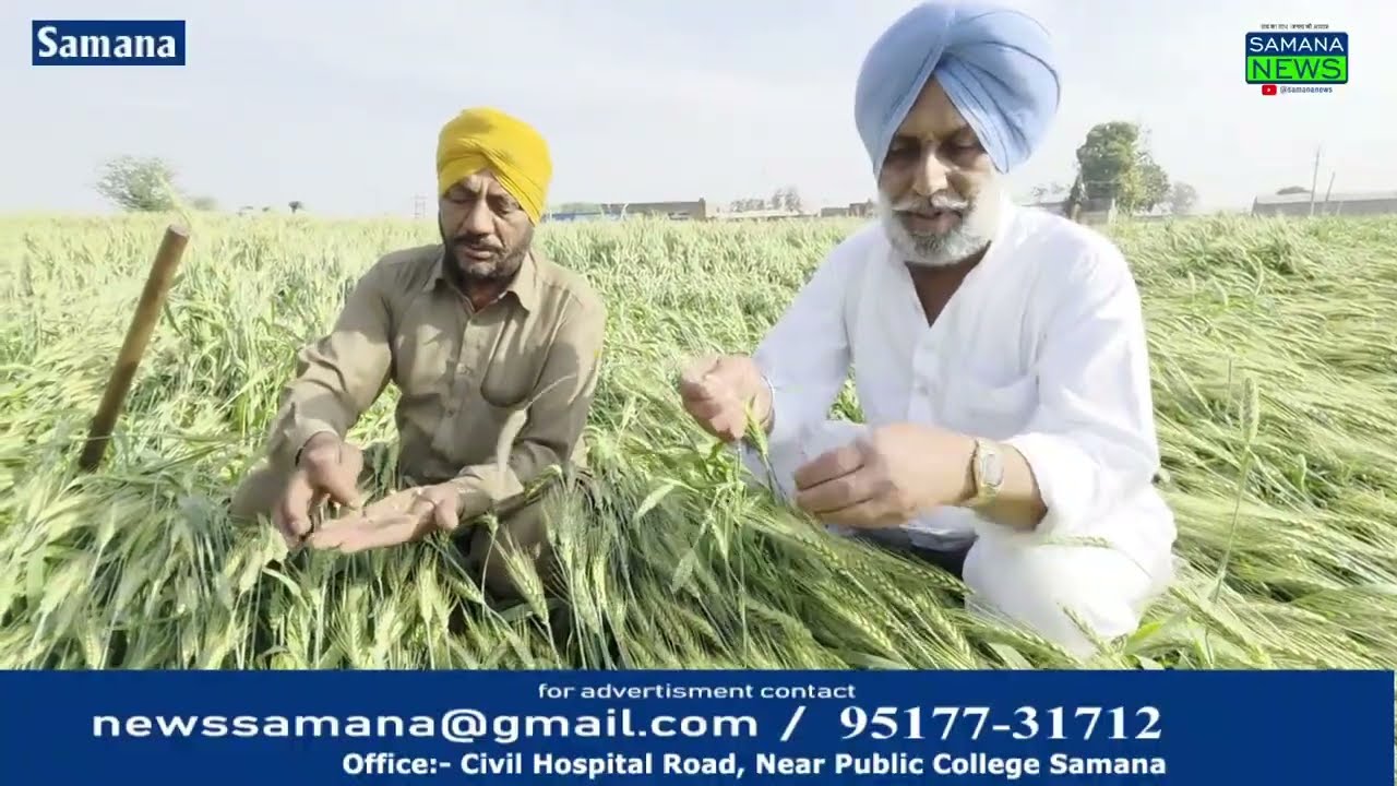 ਮੌਸਮ ਦੀ ਤਬਦੀਲੀ ਦਾ ਕਹਿਰ: ਤਾਪਮਾਨ ਵਧਣ ਨਾਲ ਕਣਕ ਦਾ ਝਾੜ ਘਟਣ ਦਾ ਖ਼ਤਰਾ, ਕਿਸਾਨਾਂ ਦੇ ਚਿਹਰਿਆਂ 'ਤੇ ਉਦਾਸੀ