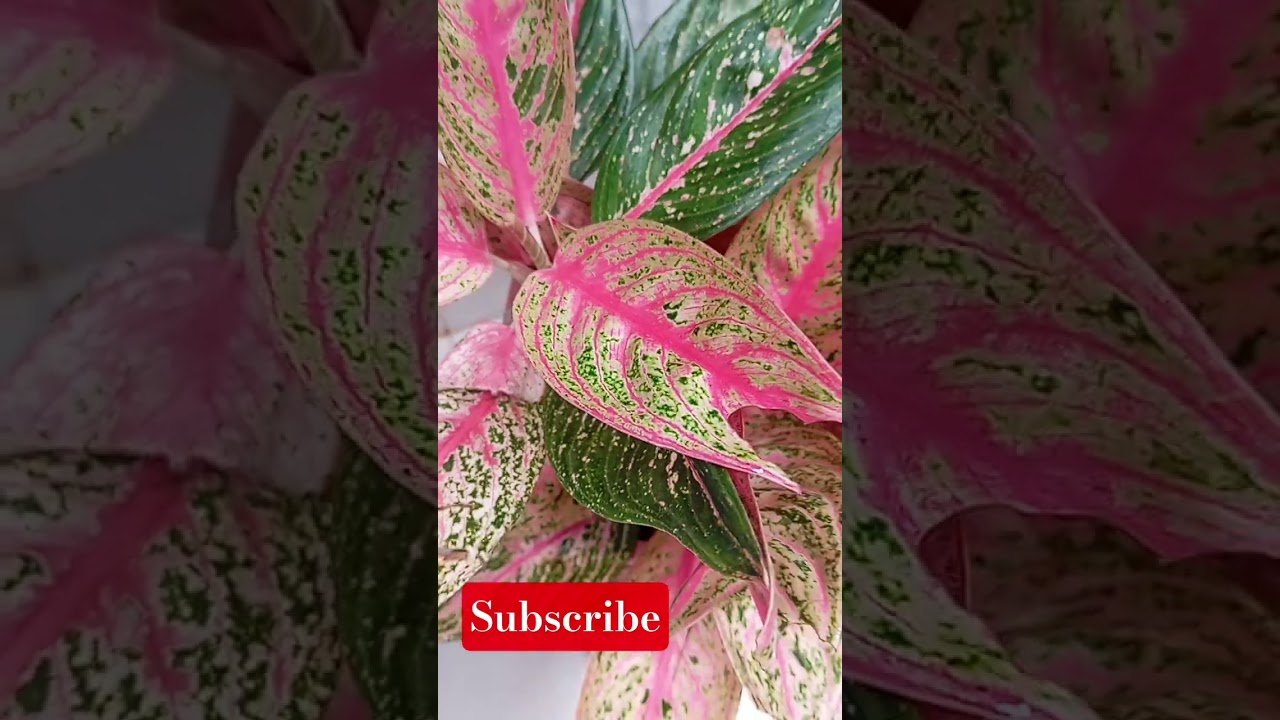 #Aglonima#gardenplants #For aglonima lovers#