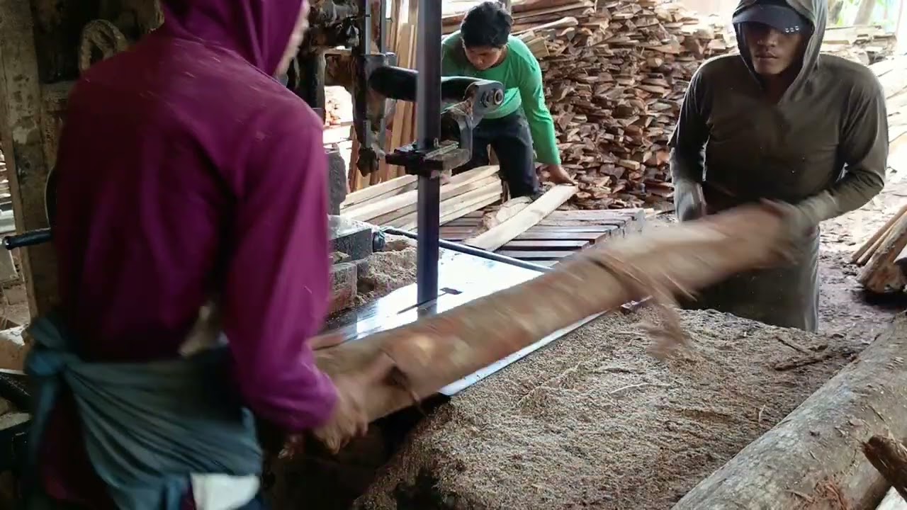 AKASIA MANGIUM PALING UNGGUL HARGA JUALNYA