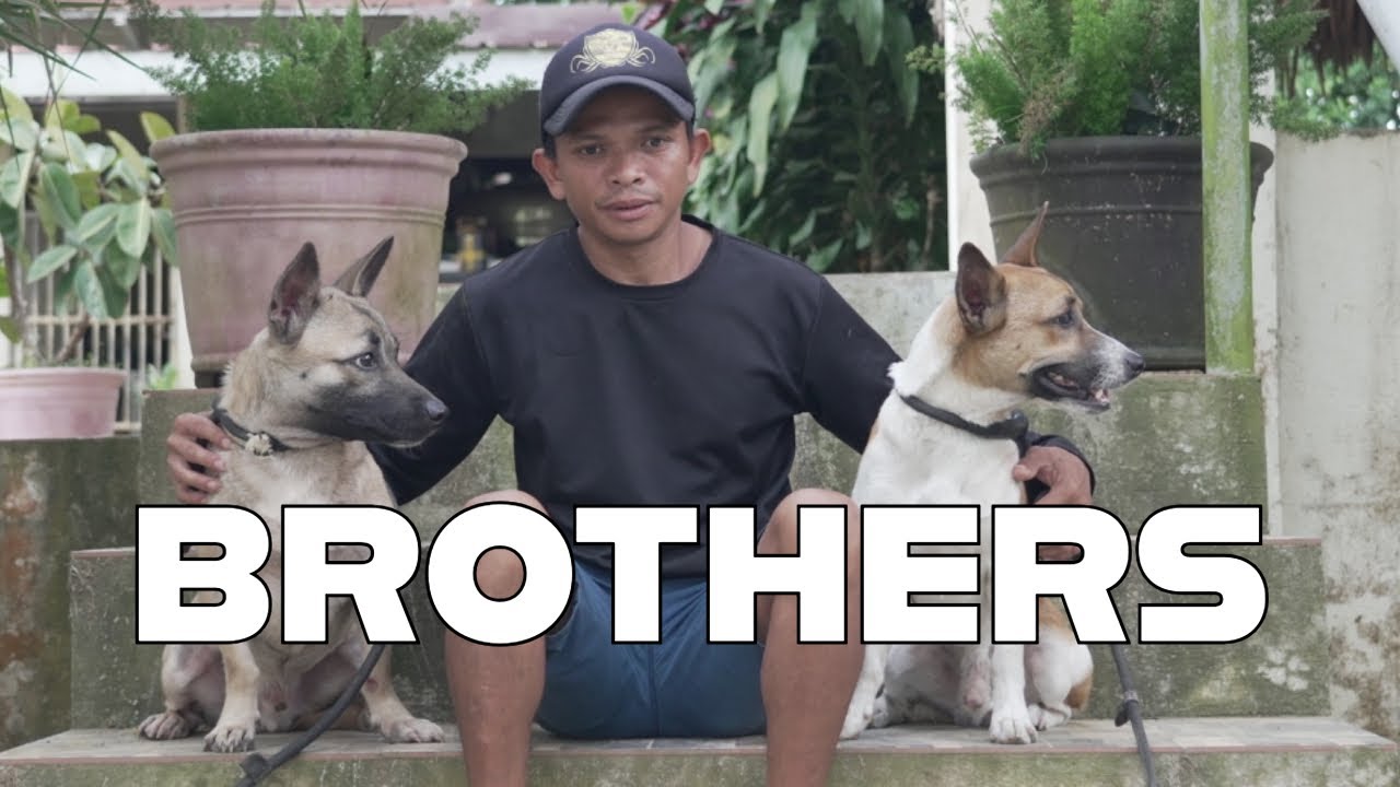 BUHAWI 2025 | ANG PAGKIKITA NI BUHAWI AT ALPHA #aspin #rescue #mongrel