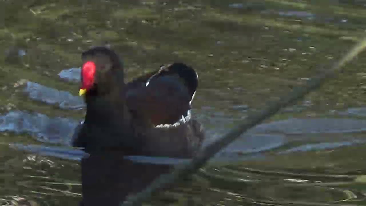 Reflecting #WaterLovelyBird #moorhen #moorhens #gallinulachloropus #commongallinule #gallinule