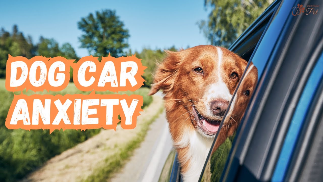 How to Train a Dog to Stay Calm During Car Rides