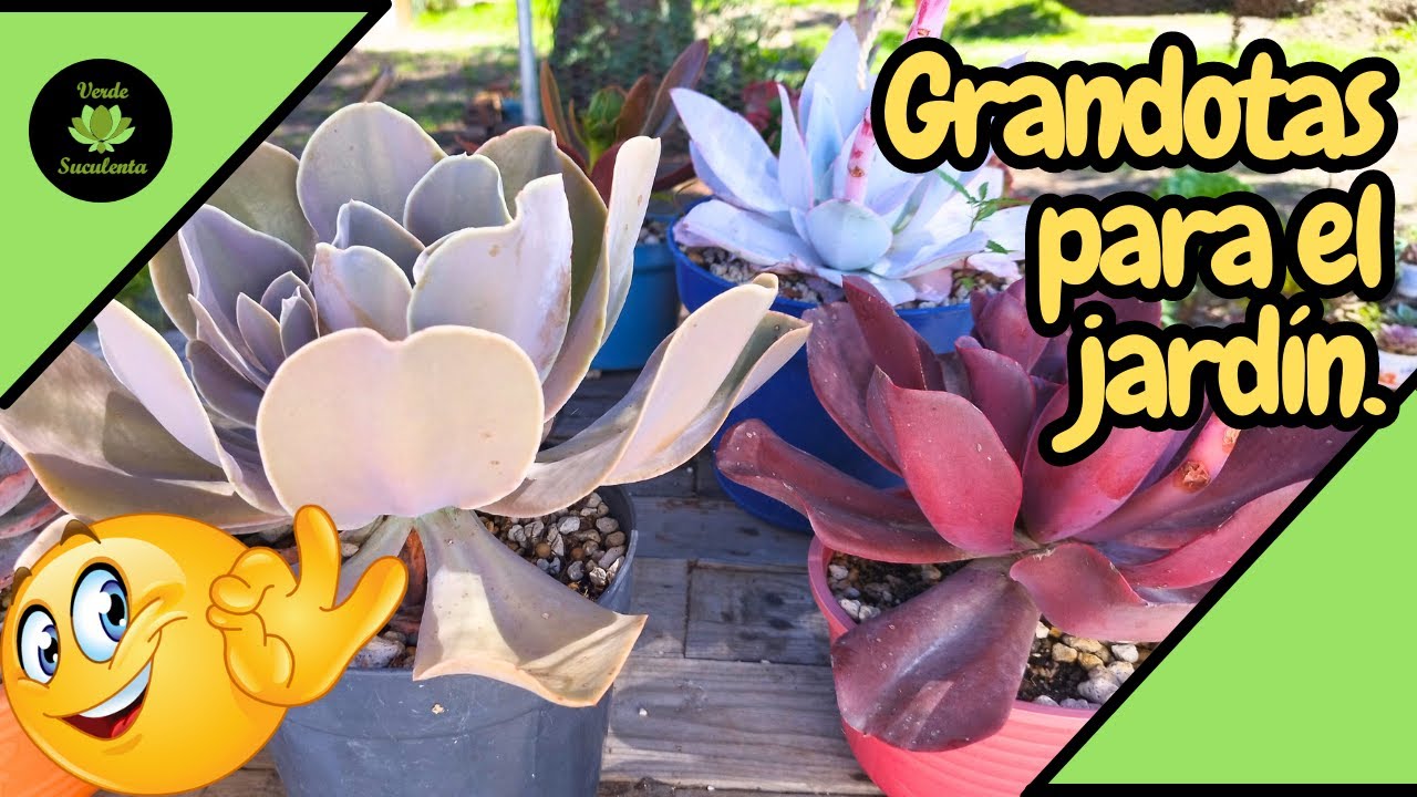 Conoce estas 7 Echeverias que crecen mucho.