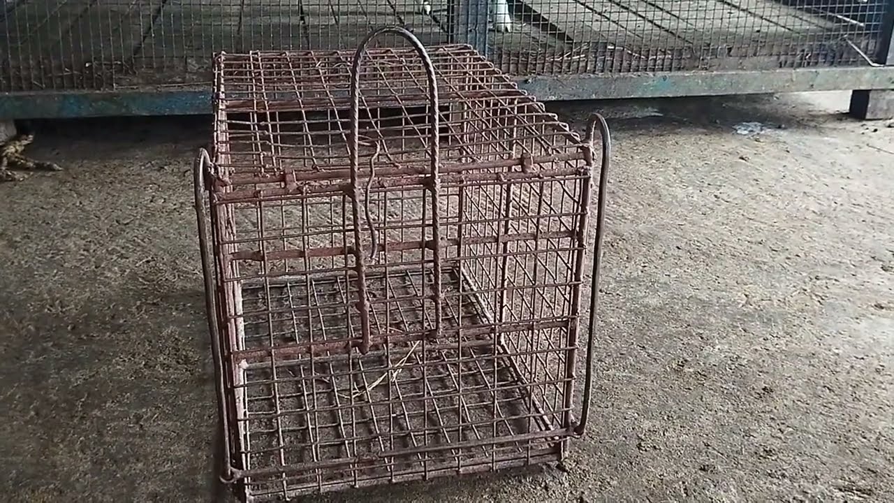 கீரிப்பிள்ளை கூண்டு எப்படி இருக்கவேண்டும் வாங்க பாக்கலாம் ✨#trending #pets #tamil #viralvideo #birds