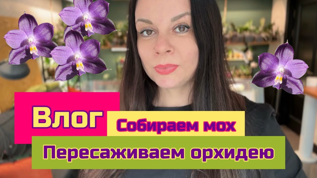 Влог собираю мох и пересаживаюсь орхидею #orchid #plants #phalaenopsis 