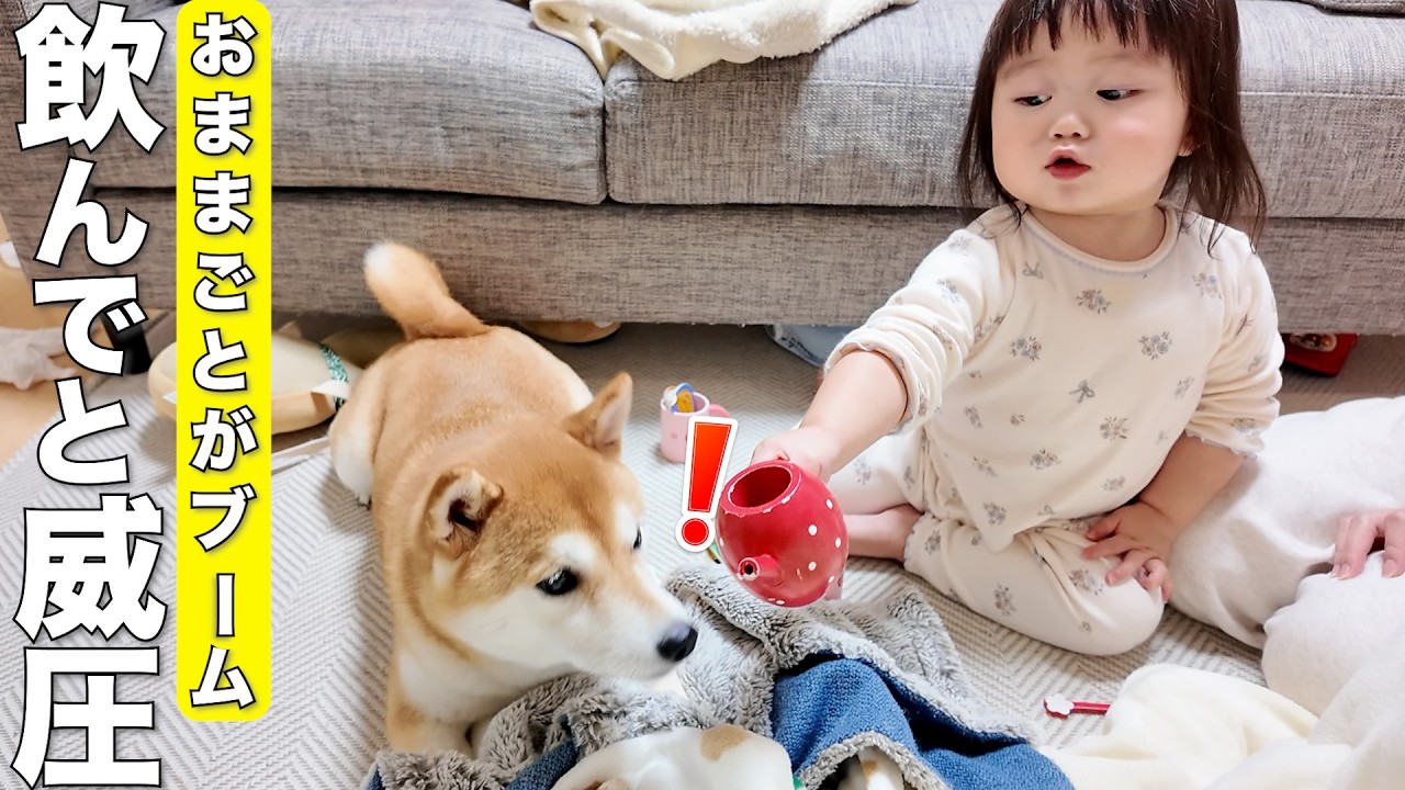おままごとにハマった2歳児に巻き込まれる柴犬が可愛すぎました笑