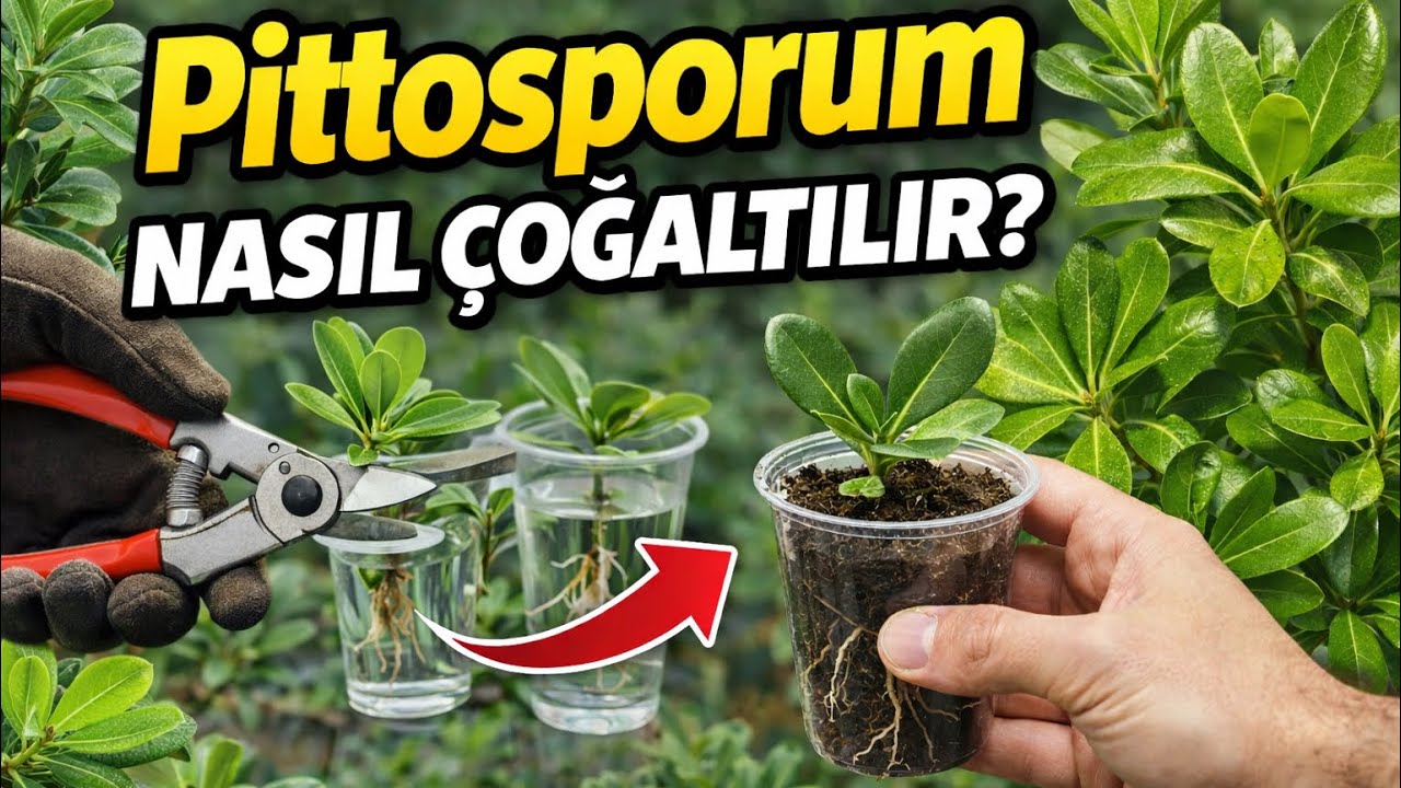 Pittosporum Çoğaltmanın En Kolay Yolu | Kesin Tutan Yöntem