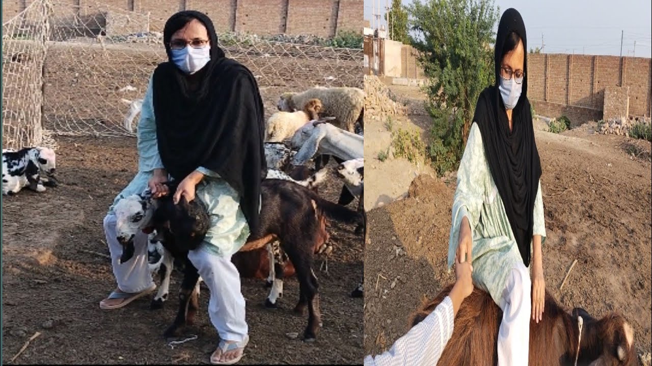 Funny Viral Tripple Goat Riding ll Buffalo Riding ll aliza sehar vlog