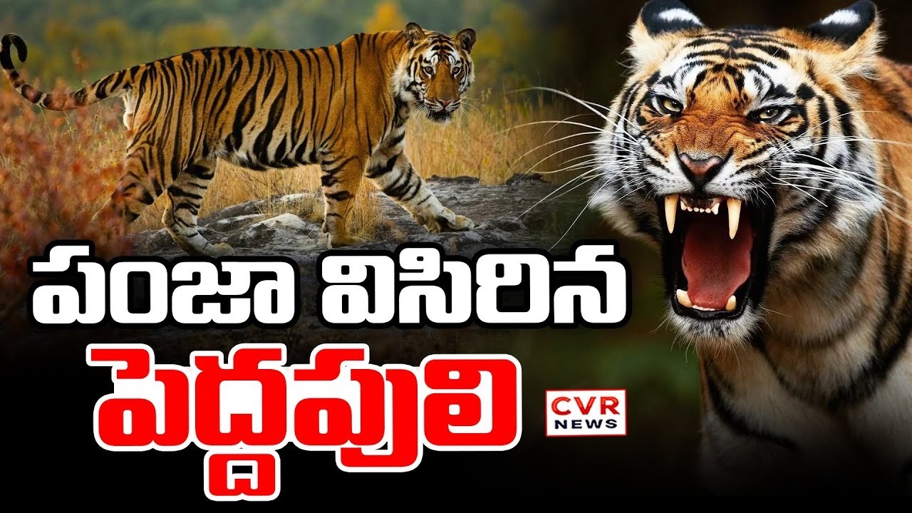 రాజన్న సిరిసిల్లా జిల్లాలో పంజా విసిరిన పెద్దపులి | Tiger Spotted In Rajanna Sirisilla District