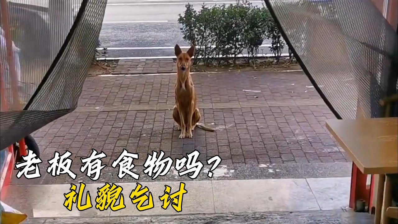 哺乳期的狗媽媽非常有禮貌的討食，後來老闆娘每天都給她准備好了食物