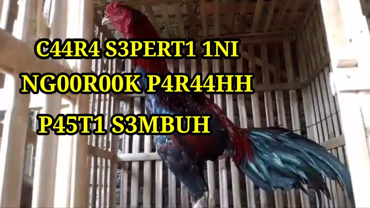 Cara Mudah Mengobati ayam Ngorok