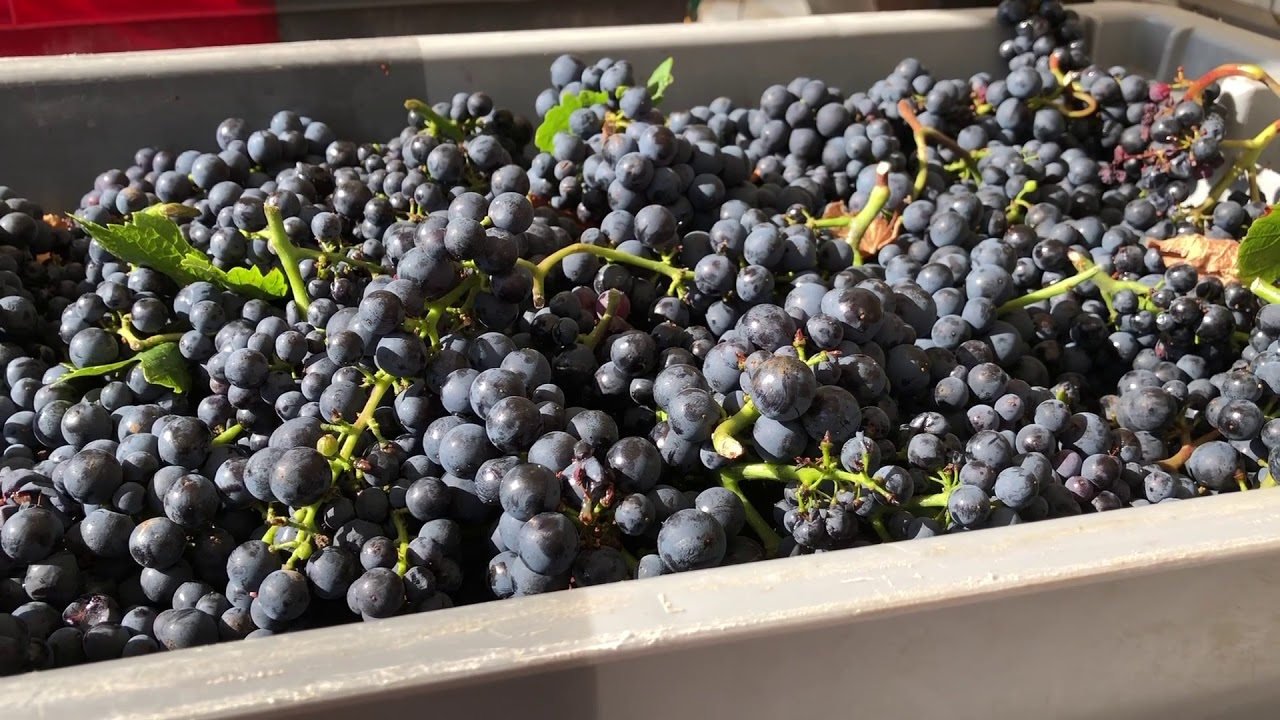 Burgundy Harvest 2019