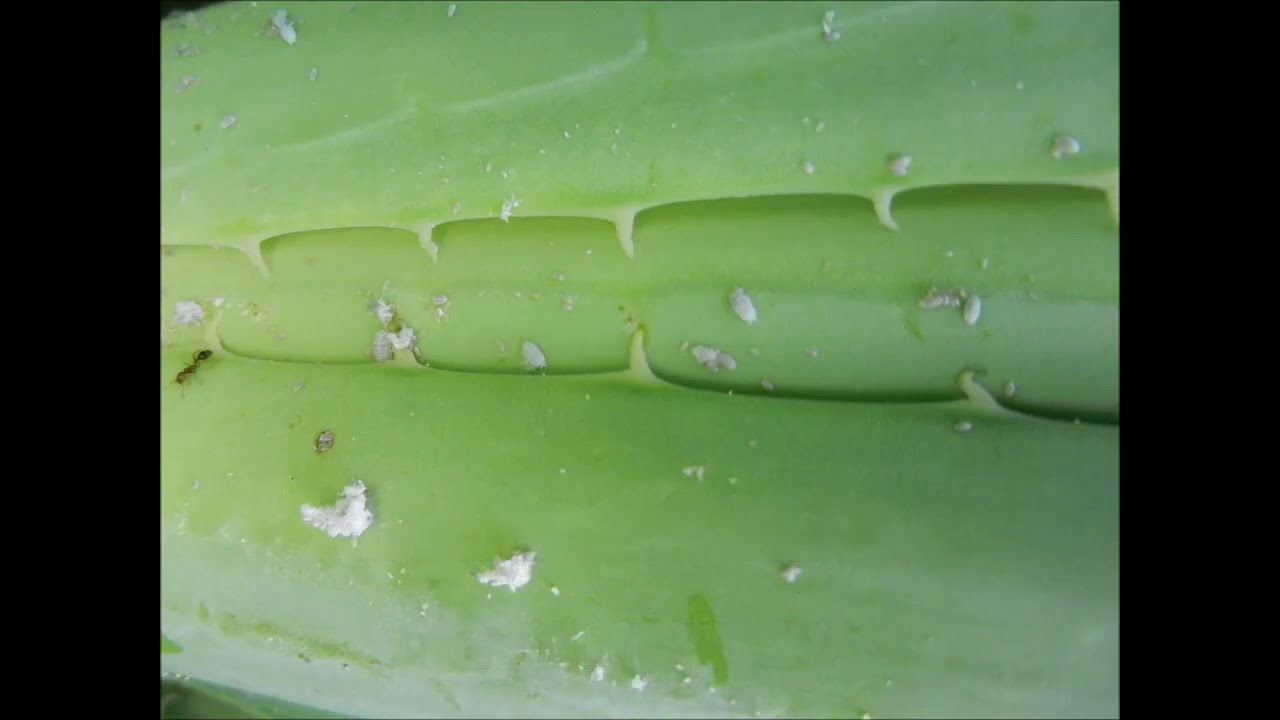 PIOJO HARINOSO  (Pseudococcus spp Hemiptera pseudococcidae)