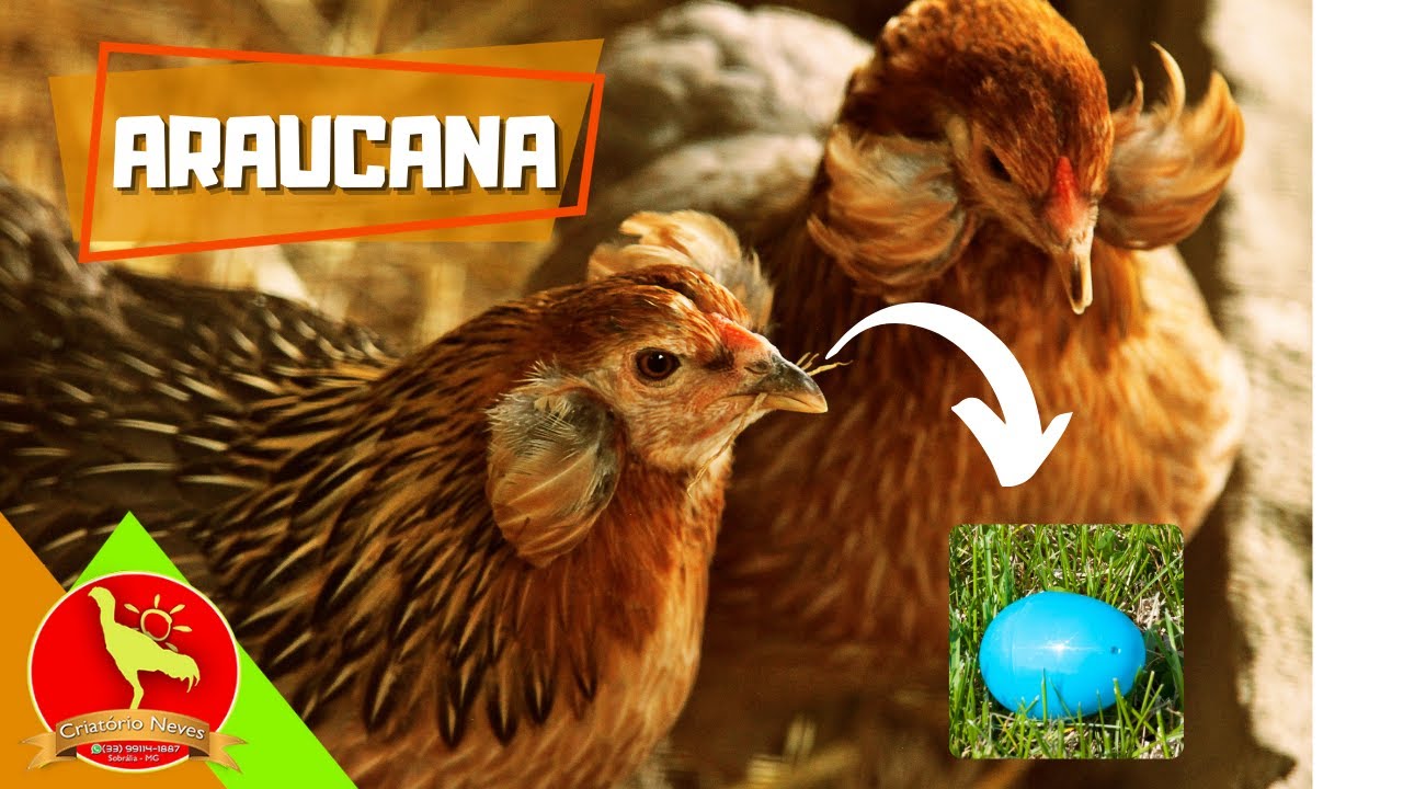 A PRIMEIRA GALINHA que botou OVOS AZUIS (Gallina Mapuche)