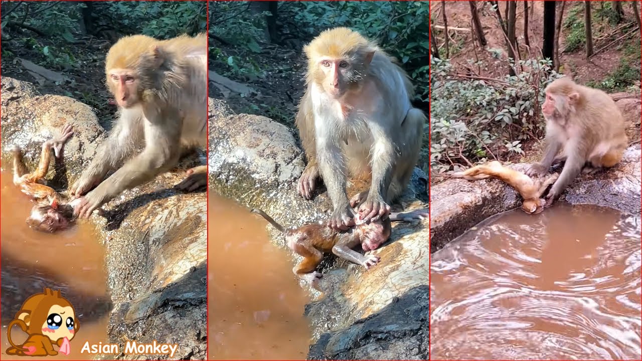 The mother monkey bathes her baby rather roughly, and the baby monkey is frightened.