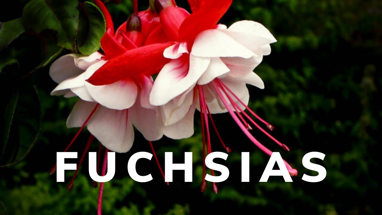 Les fuchsias