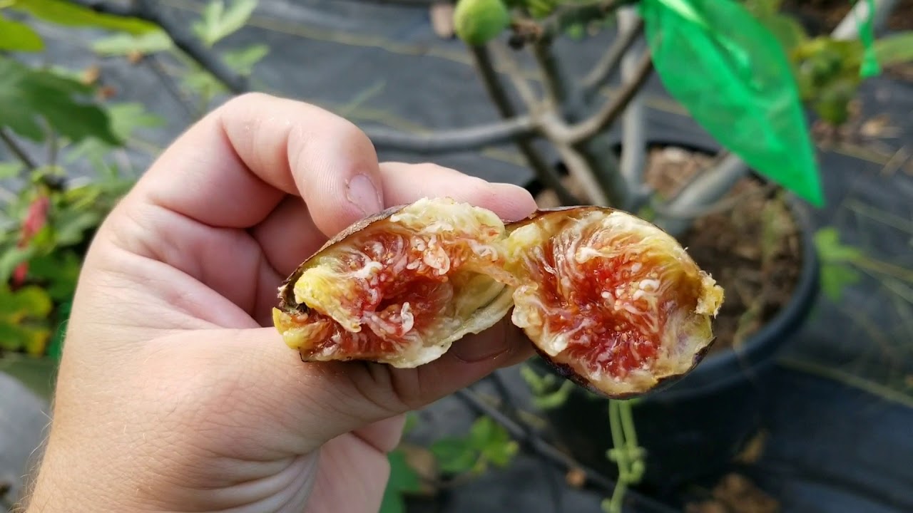 Black Madeira and Other Figs