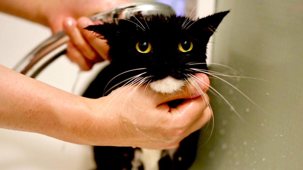今年もうにをシャンプーしたところ、あることに気づいてしまいました Uni’s Annual Bath Took an Unexpected Turn This Year