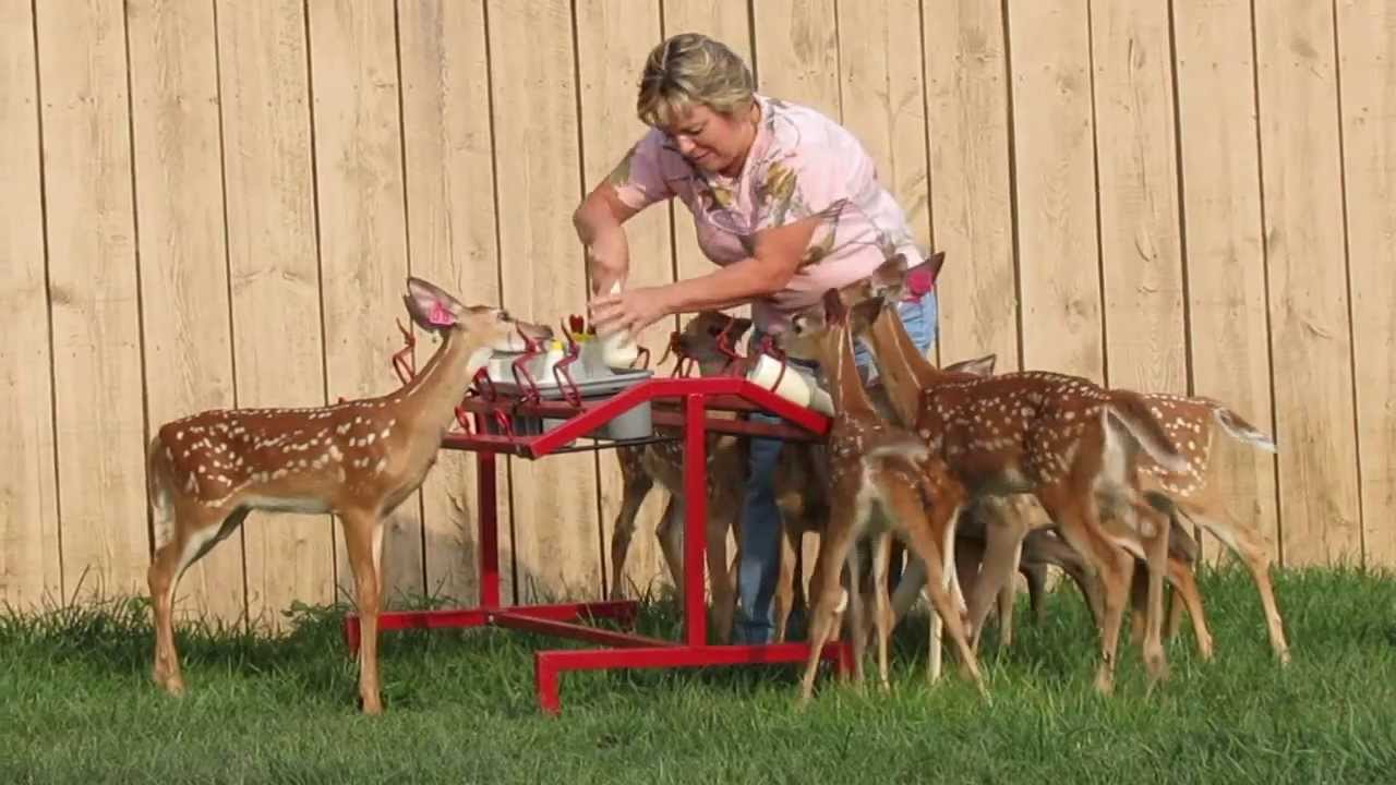 Blackhawk Farm's Fawn Feeder